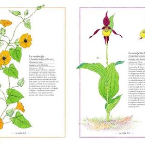 Inventario illustrato dei fiori - immagine 3