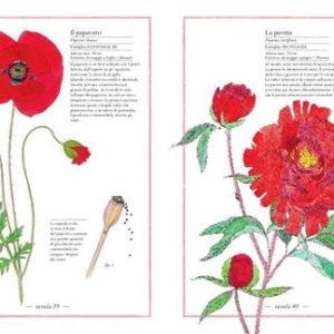Inventario illustrato dei fiori - immagine 4