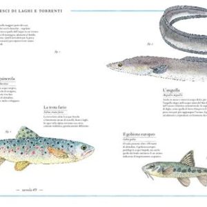 Inventario illustrato della montagna - immagine 5